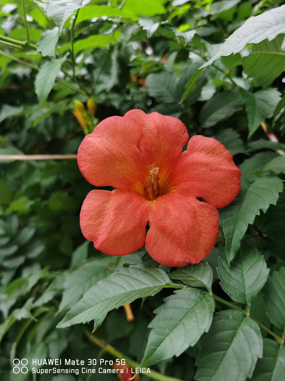 Chinese trumpet creeper