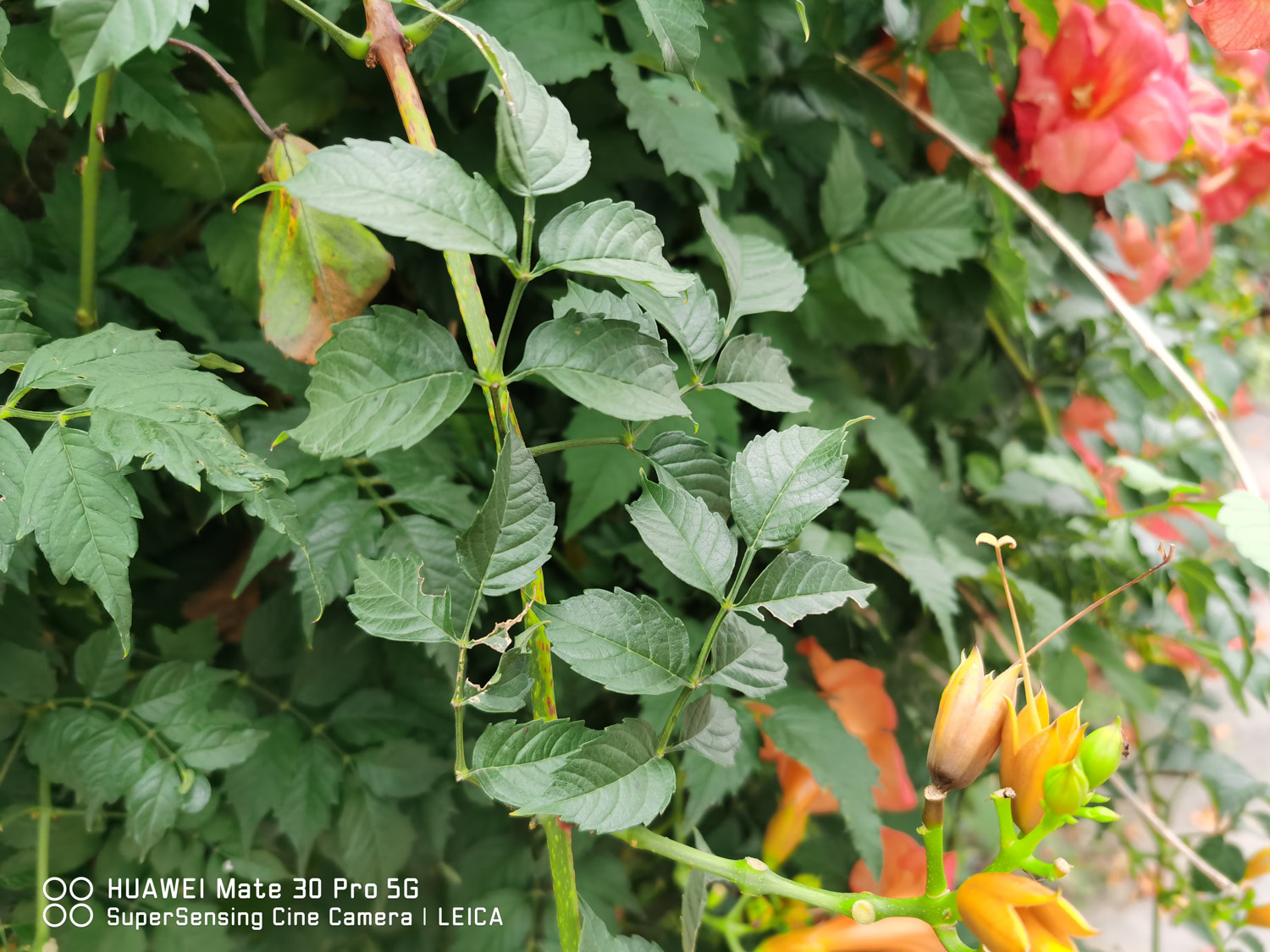 Chinese trumpet creeper