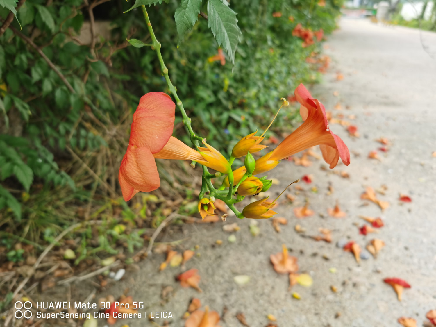 Chinese trumpet creeper