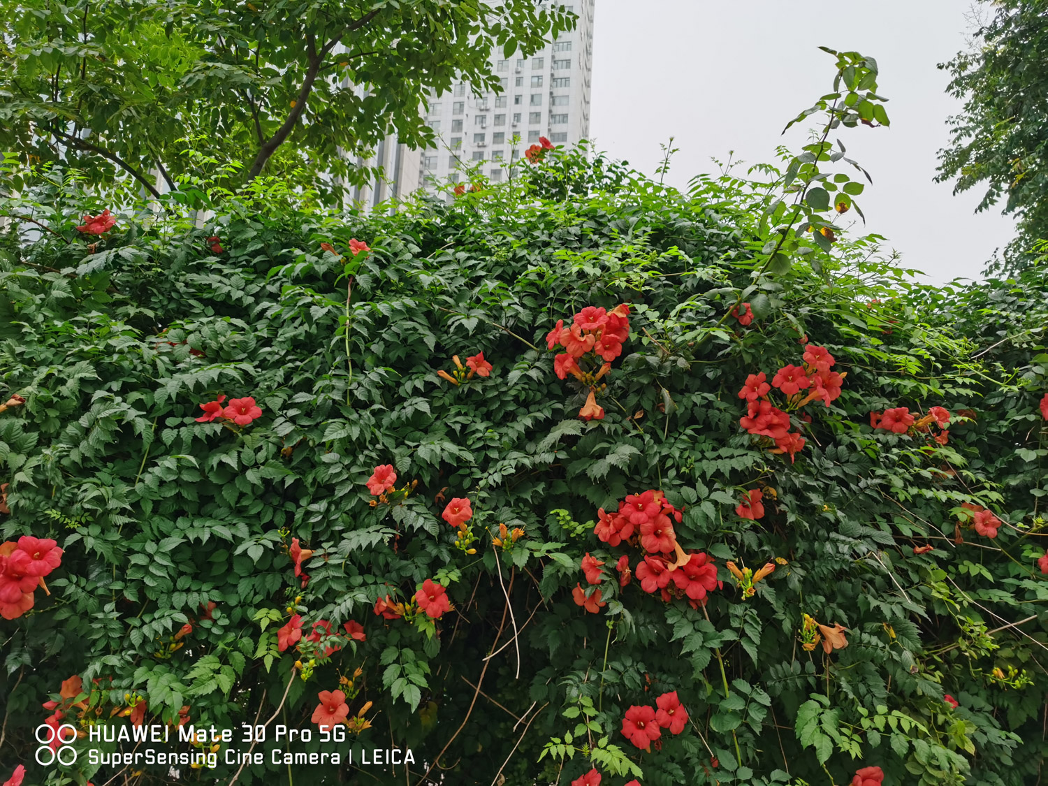 Chinese trumpet creeper