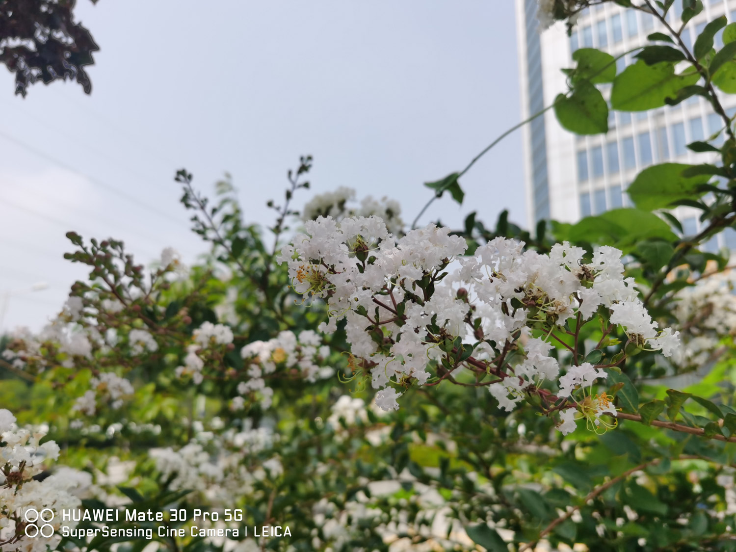 Lagerstroemia indica