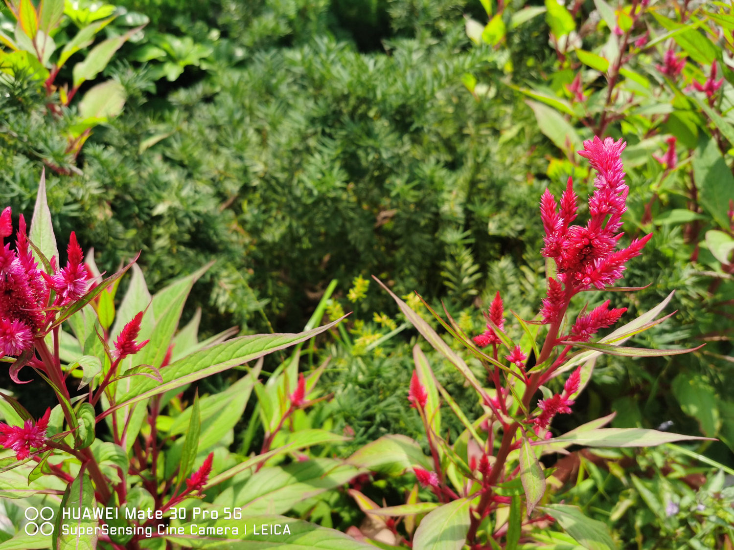 Celosia