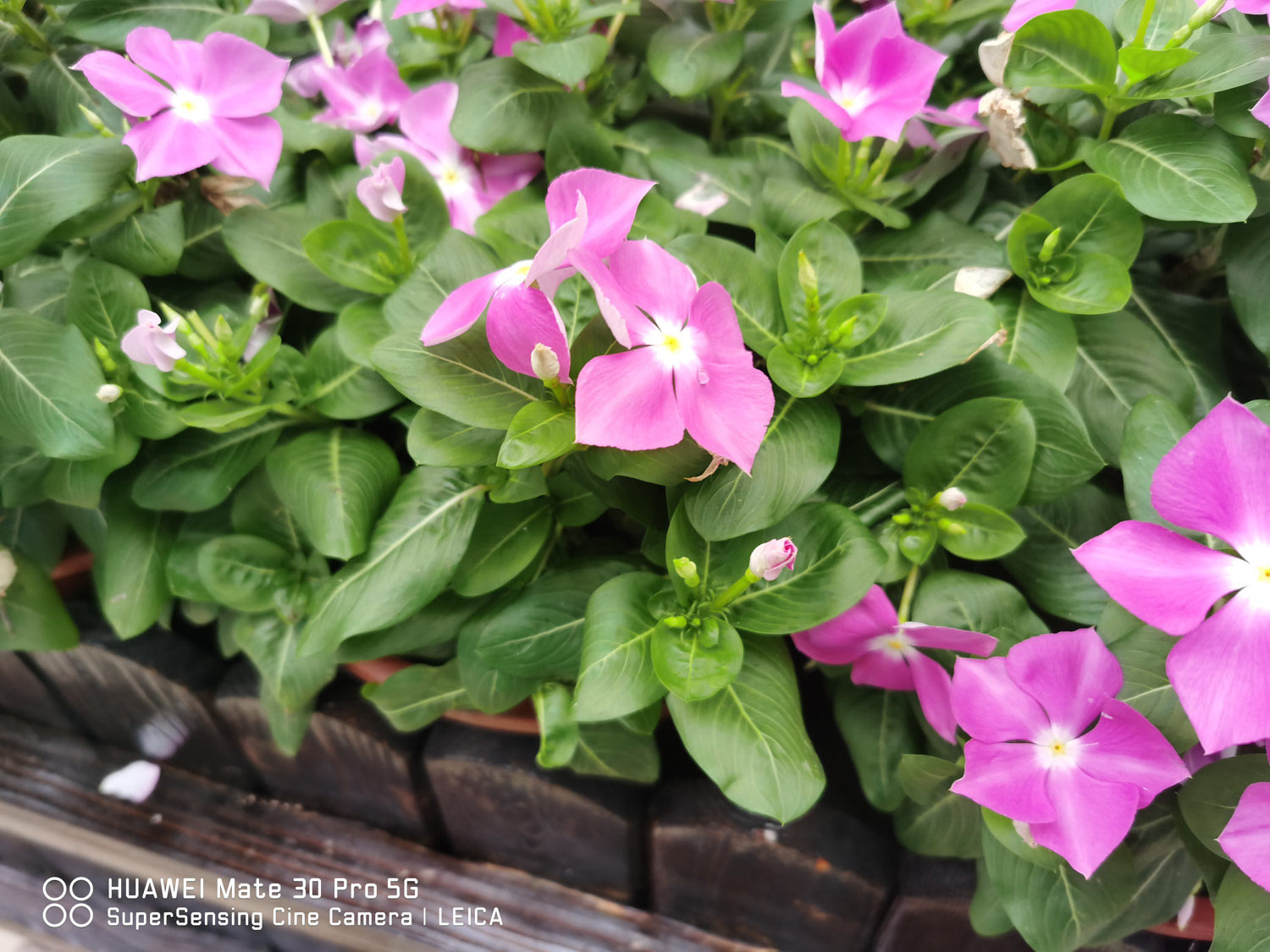 Madagascar rosy periwinkle