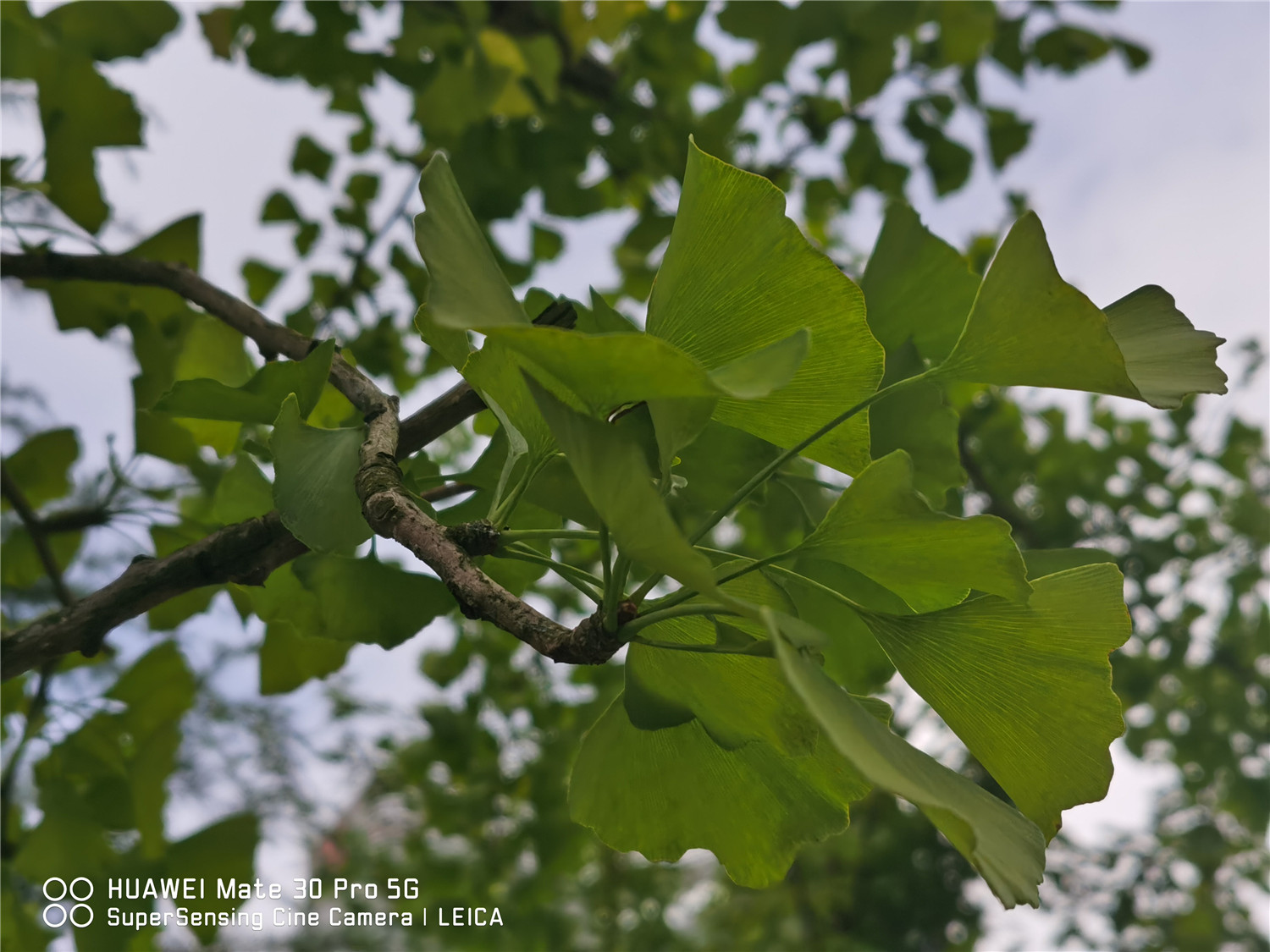 ginkgo tree