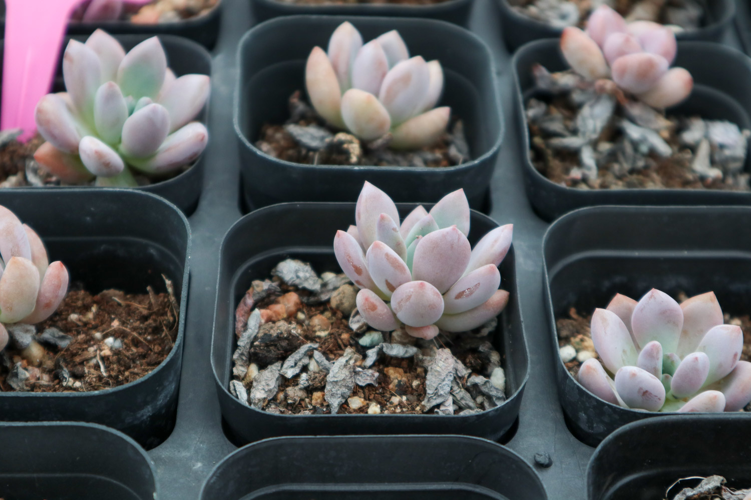 Graptoveria Opalina 