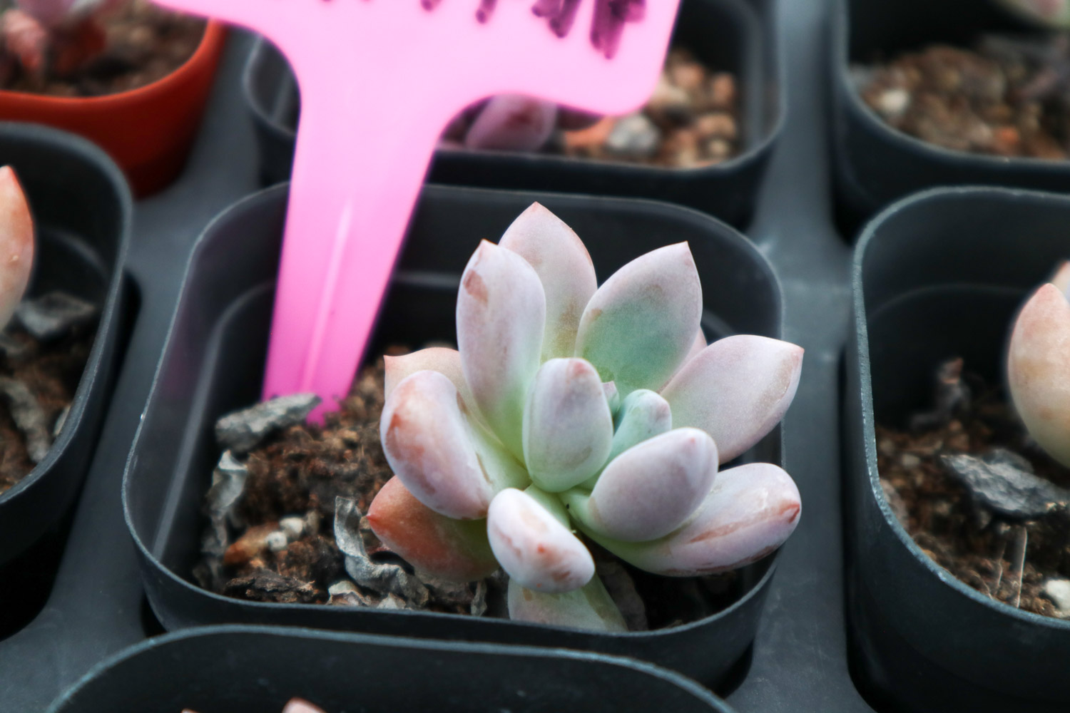 Graptoveria Opalina 