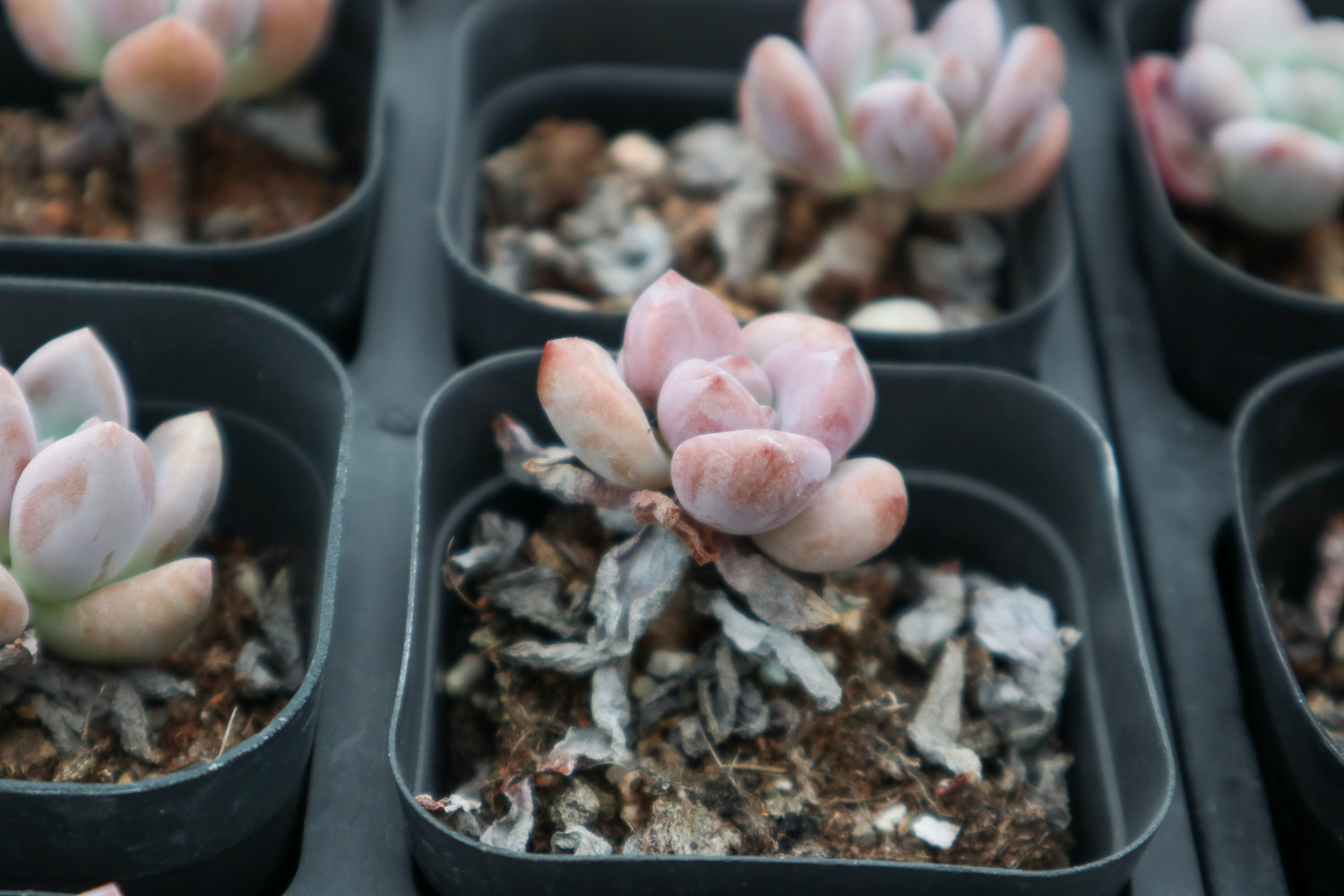 Graptoveria Opalina 