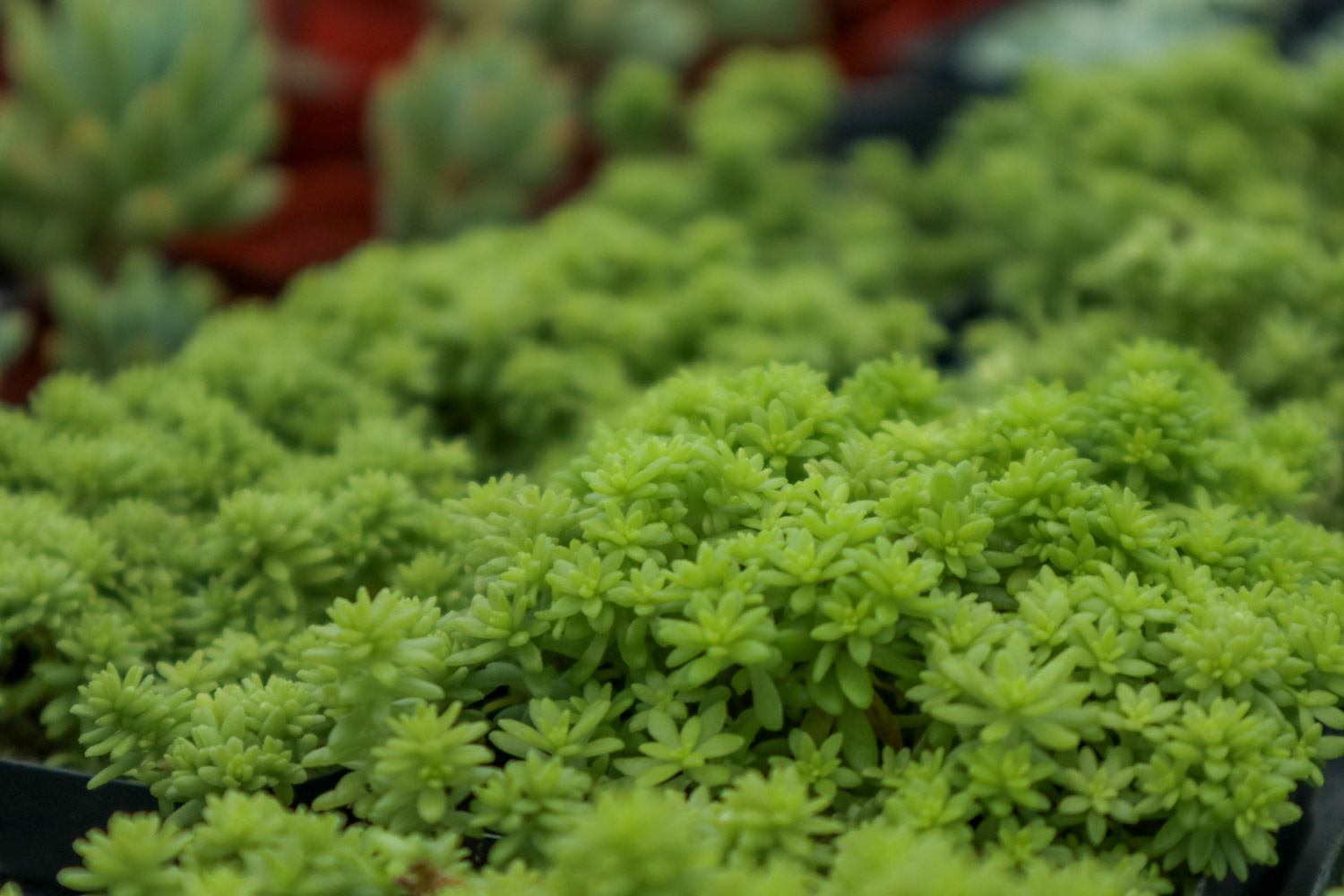 Golden perennial grass