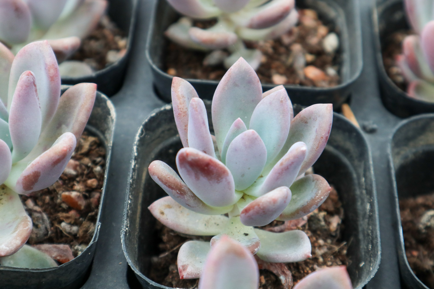 Graptoveria Opalina 