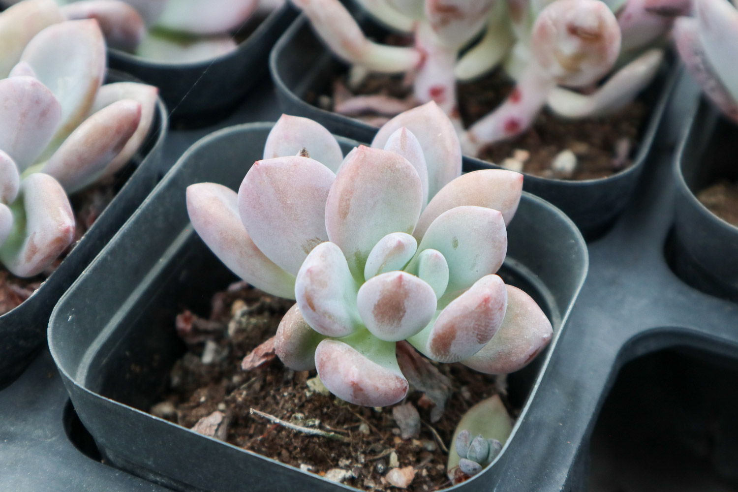 Graptoveria Opalina 