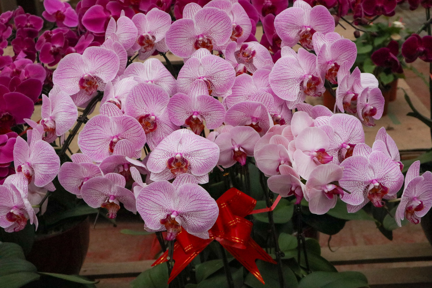 moth orchid