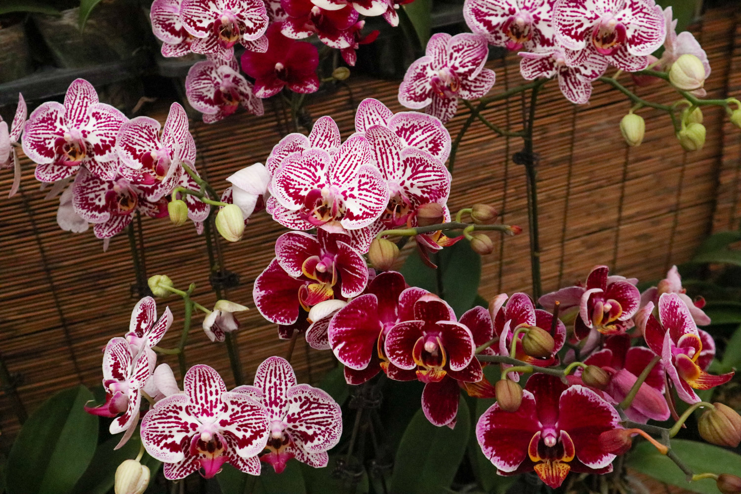 moth orchid