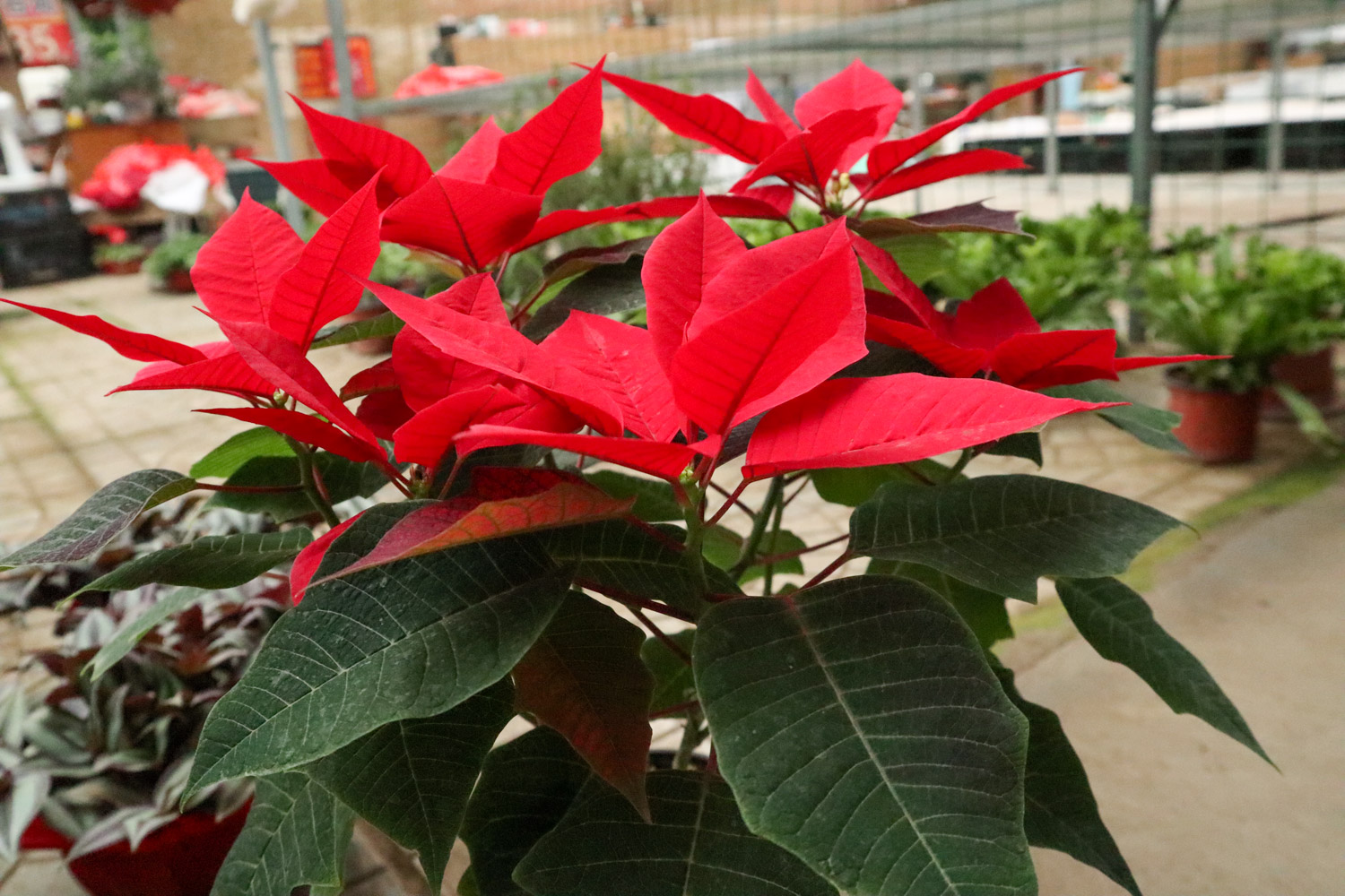 poinsettia