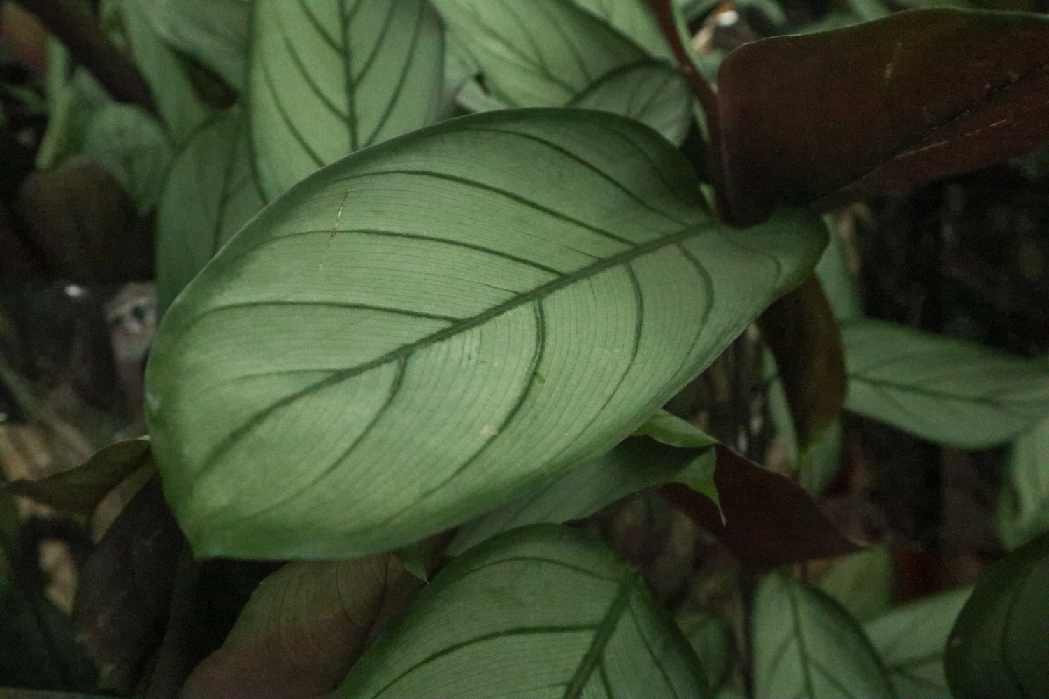 Flying feather bamboo taro