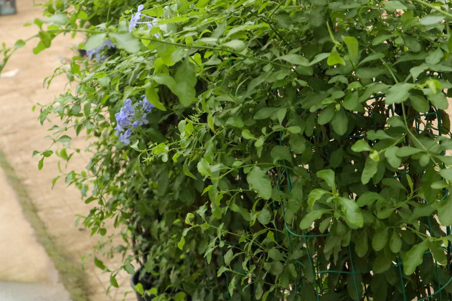 Plumbago Auriculata