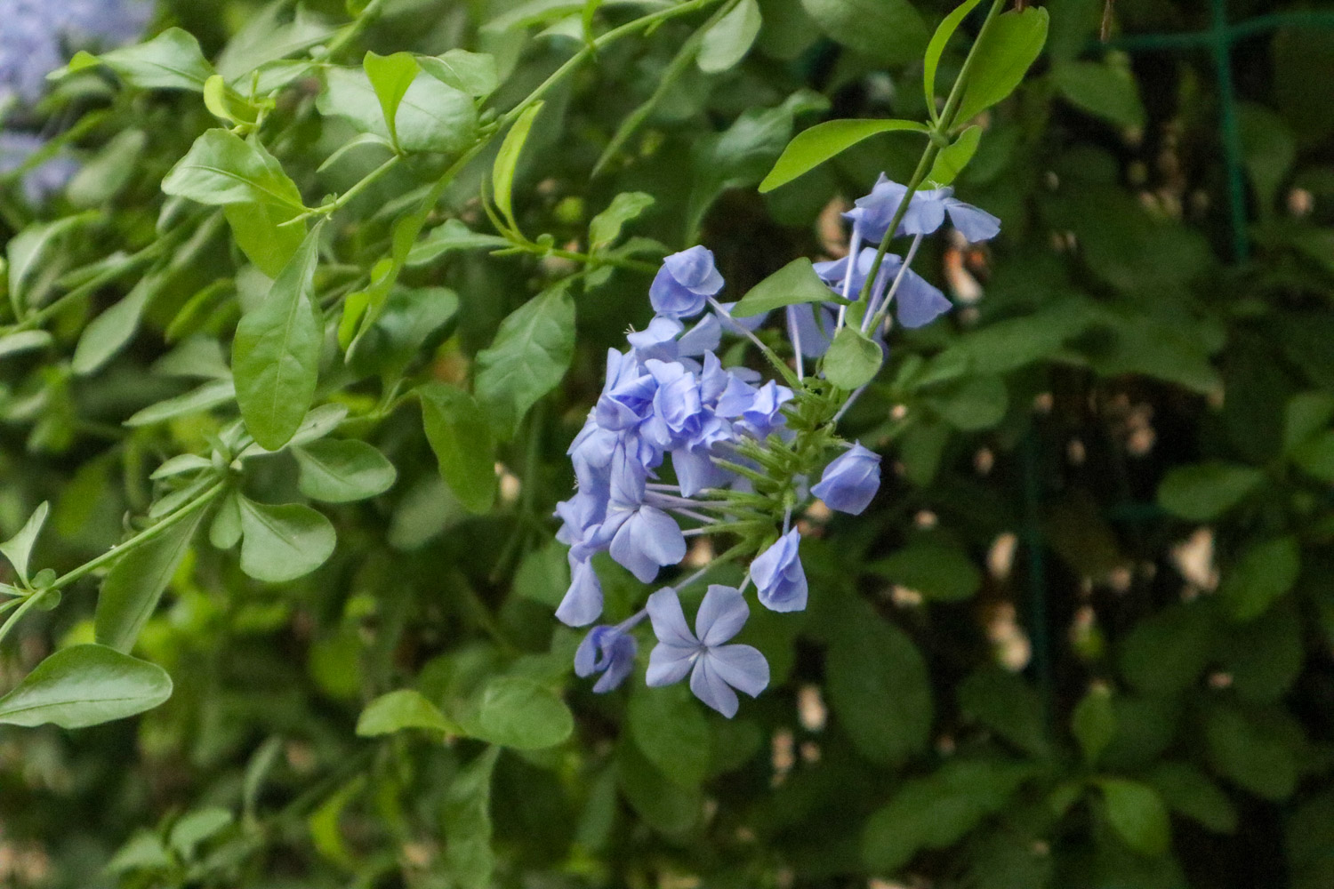 Plumbago Auriculata