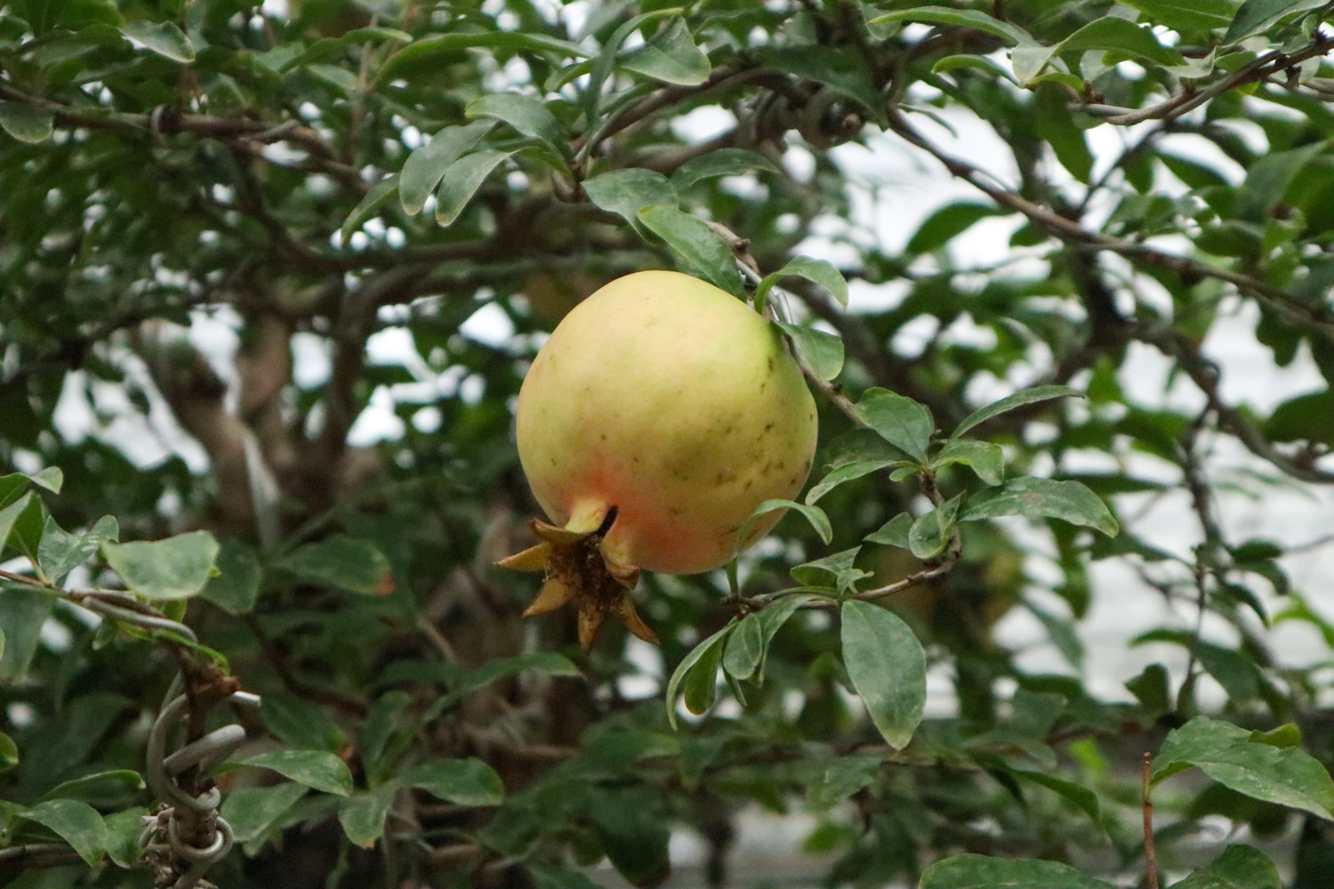 pomegranate flowers