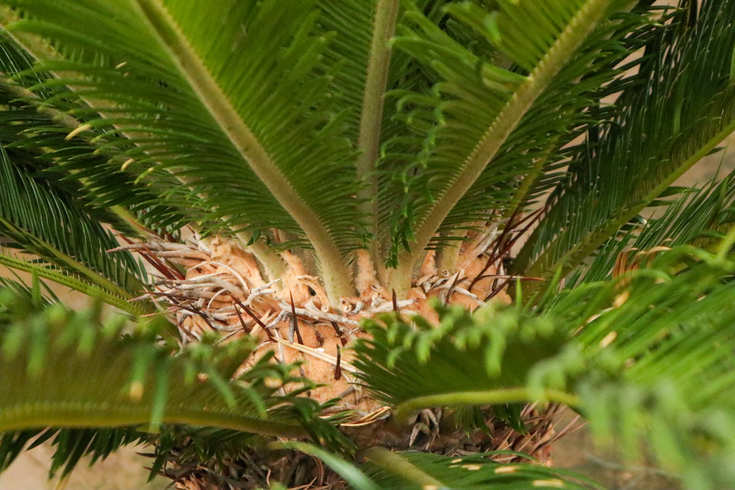 Sago cycas