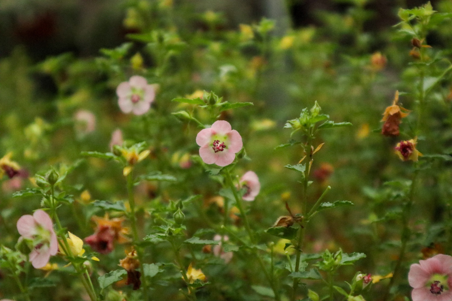 Hibiscus minor