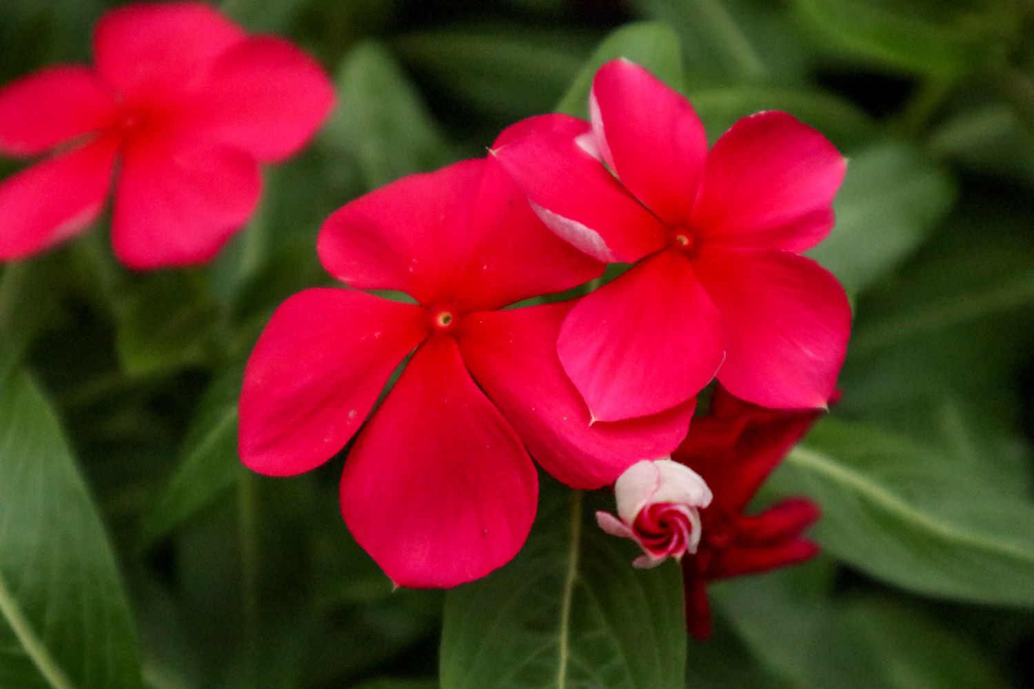 Madagascar rosy periwinkle