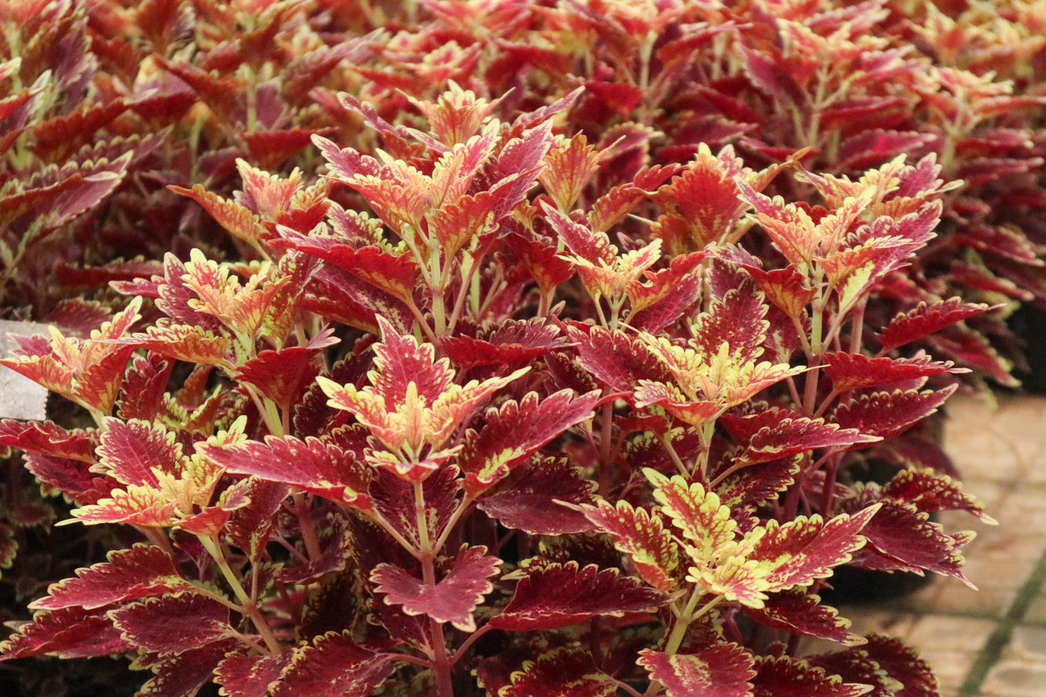 Coleus