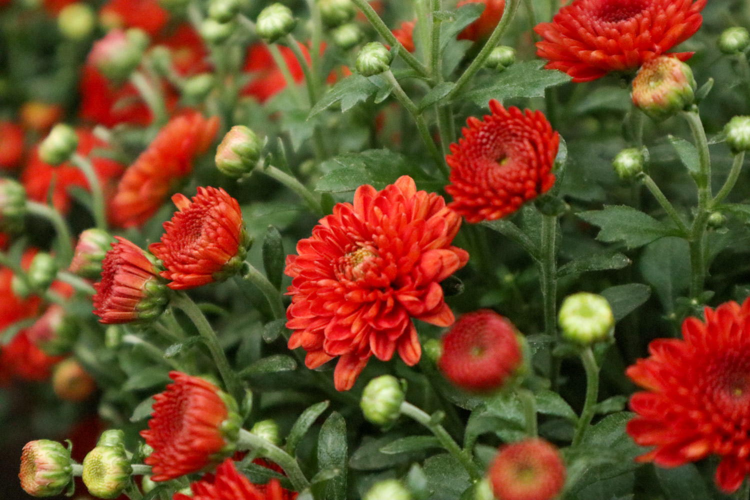 Chrysanthemum