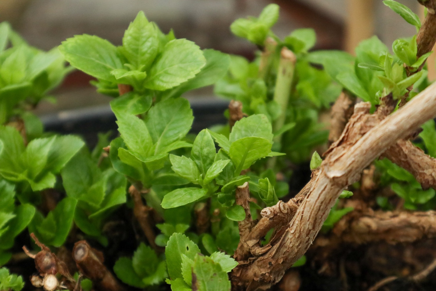 mulberry leaves