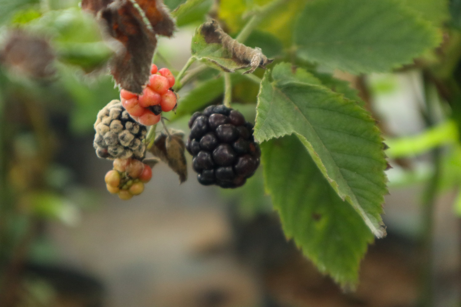 mulberry leaves