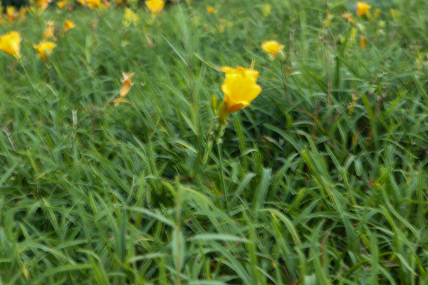 Hemerocallis