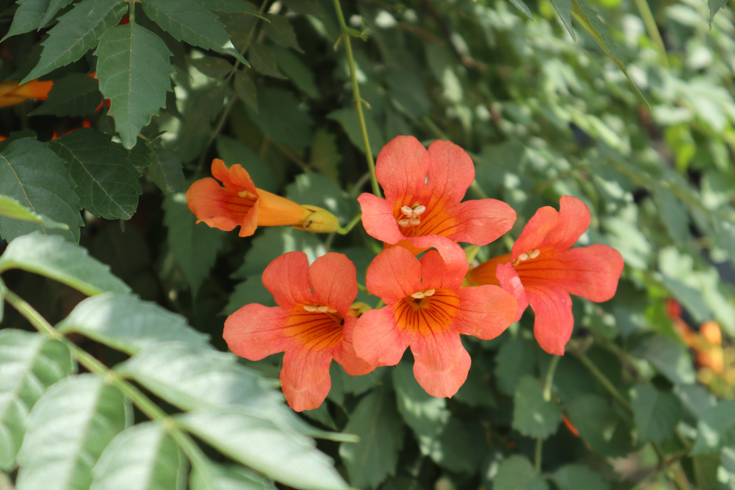 Chinese trumpet creeper