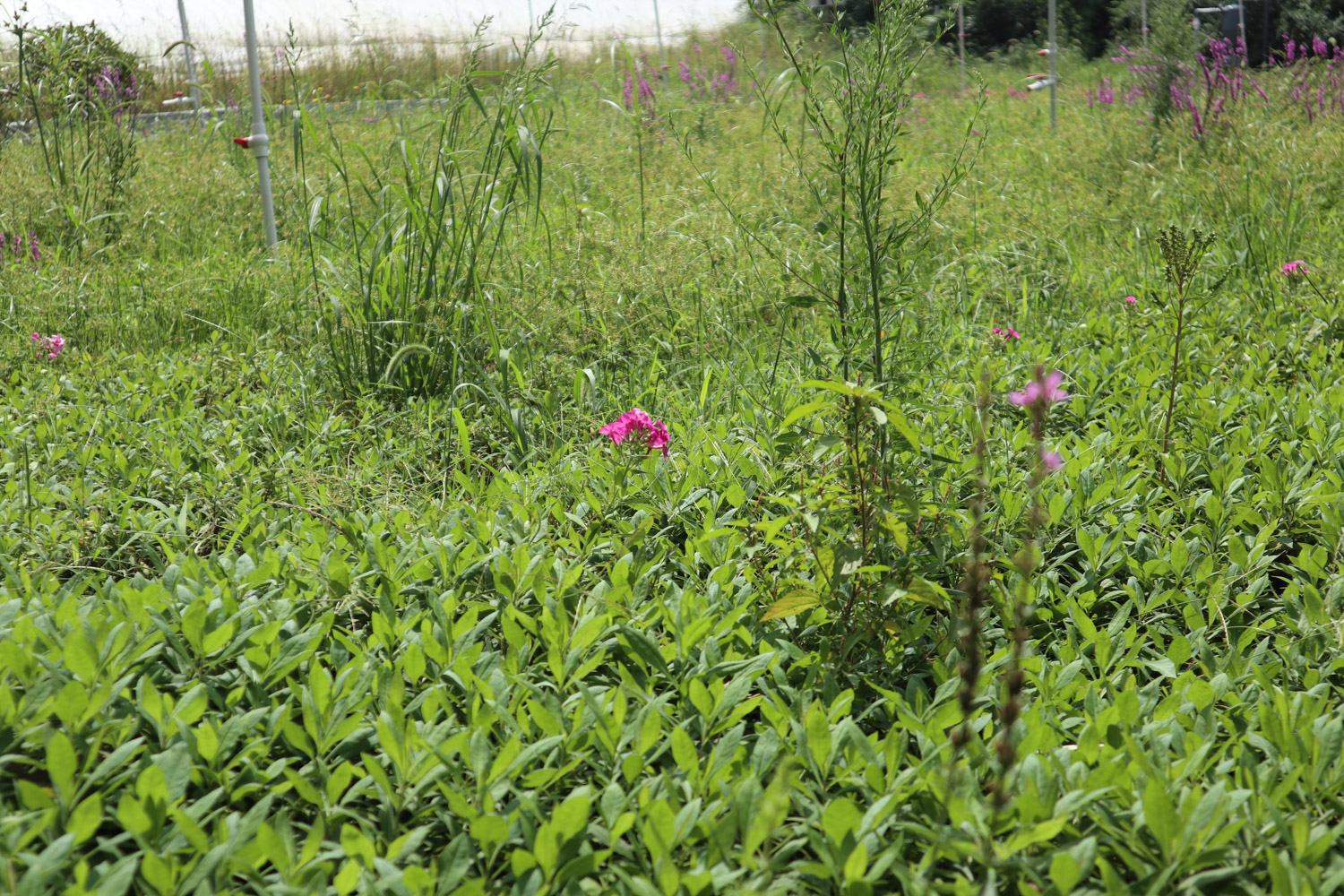 dianthus