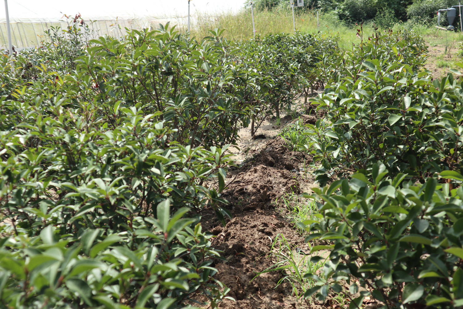 Chinese photinia