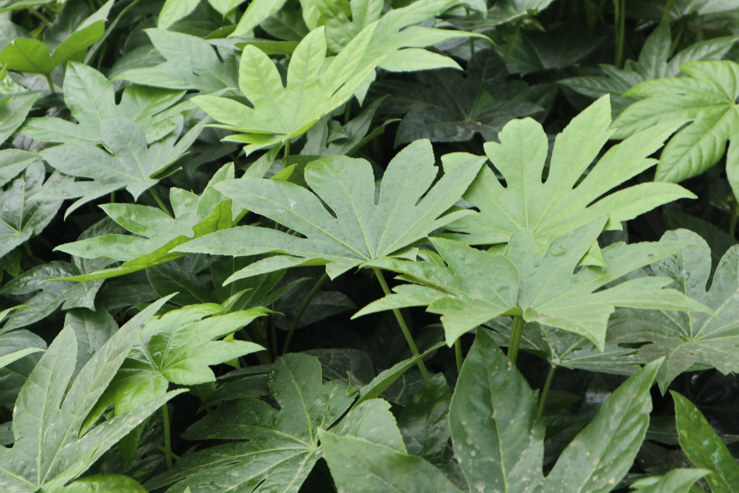 Fatsia japonica