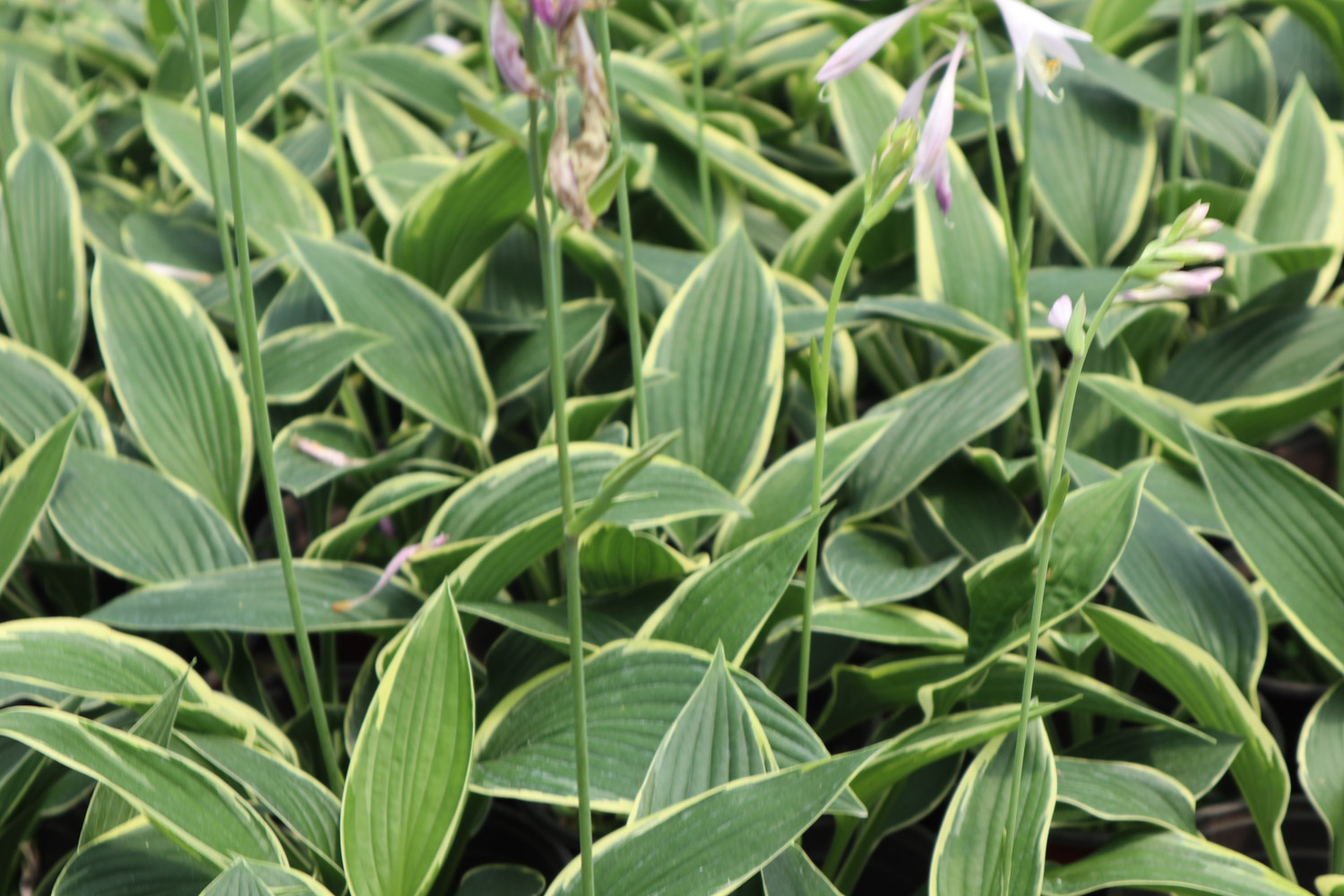 Hosta