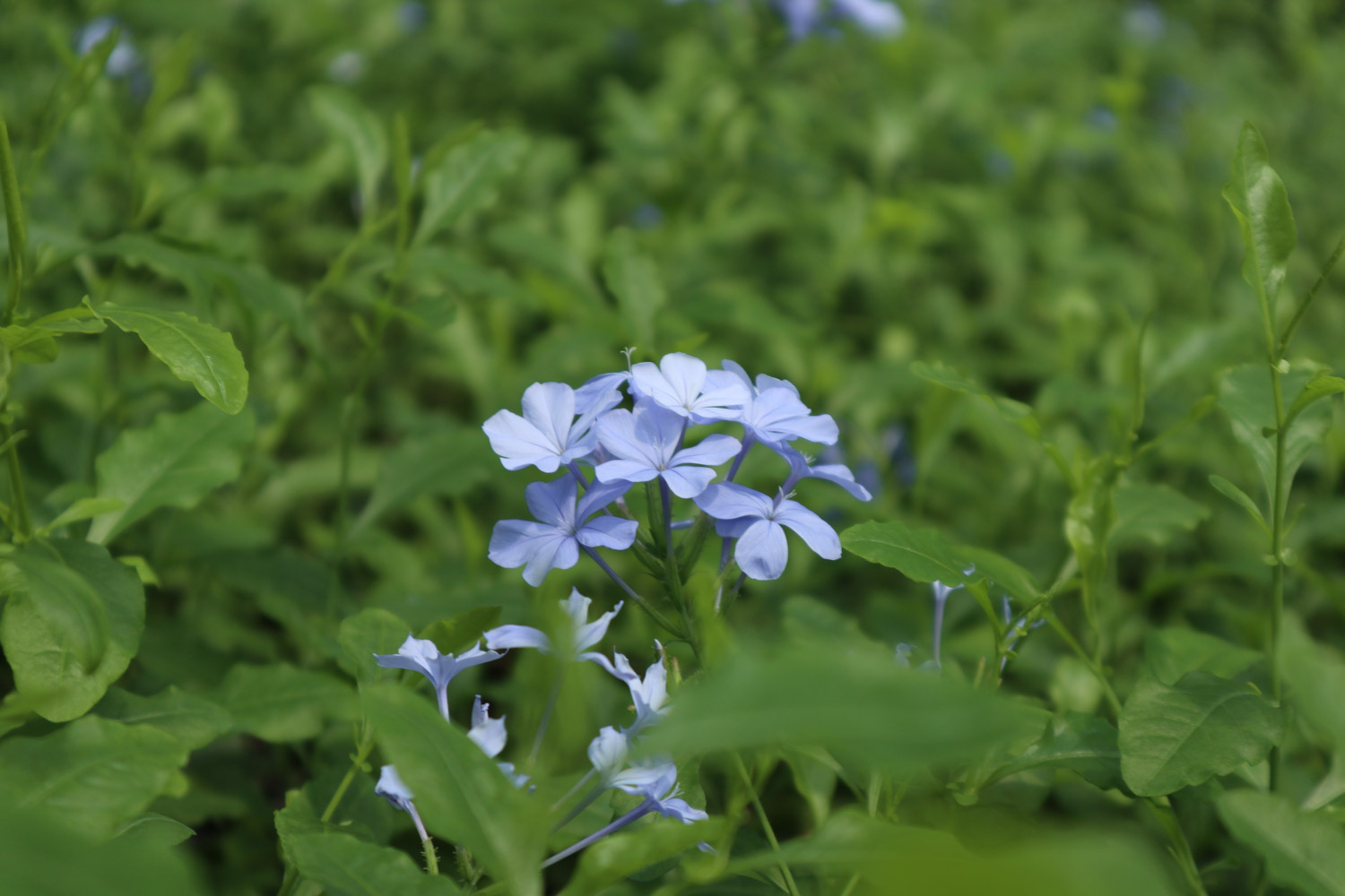 Plumbago Auriculata