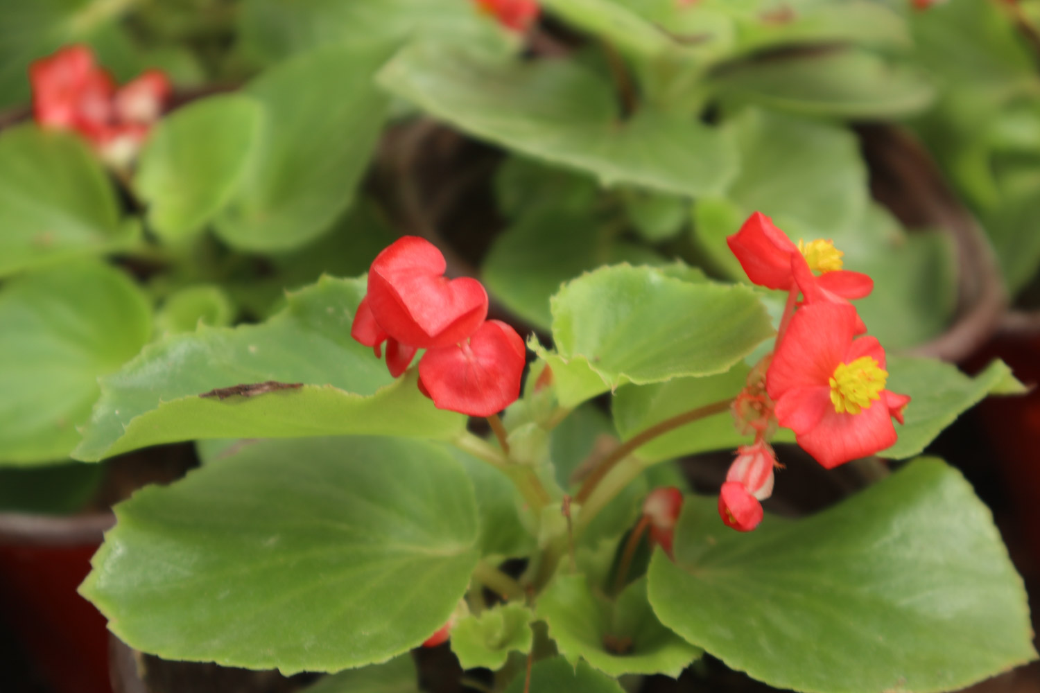 Begonia semperflorens