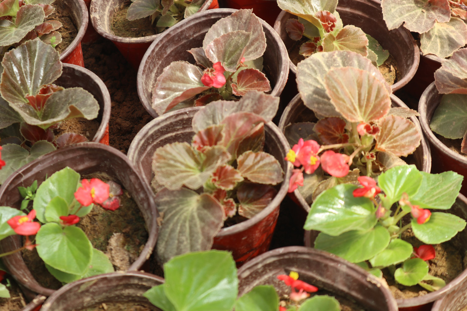 Begonia semperflorens