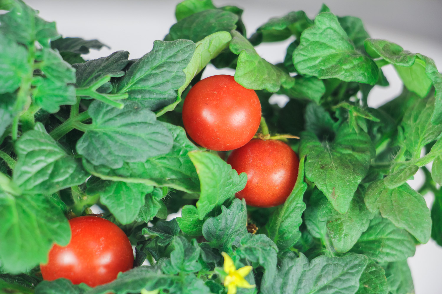 Cherry Tomatoes