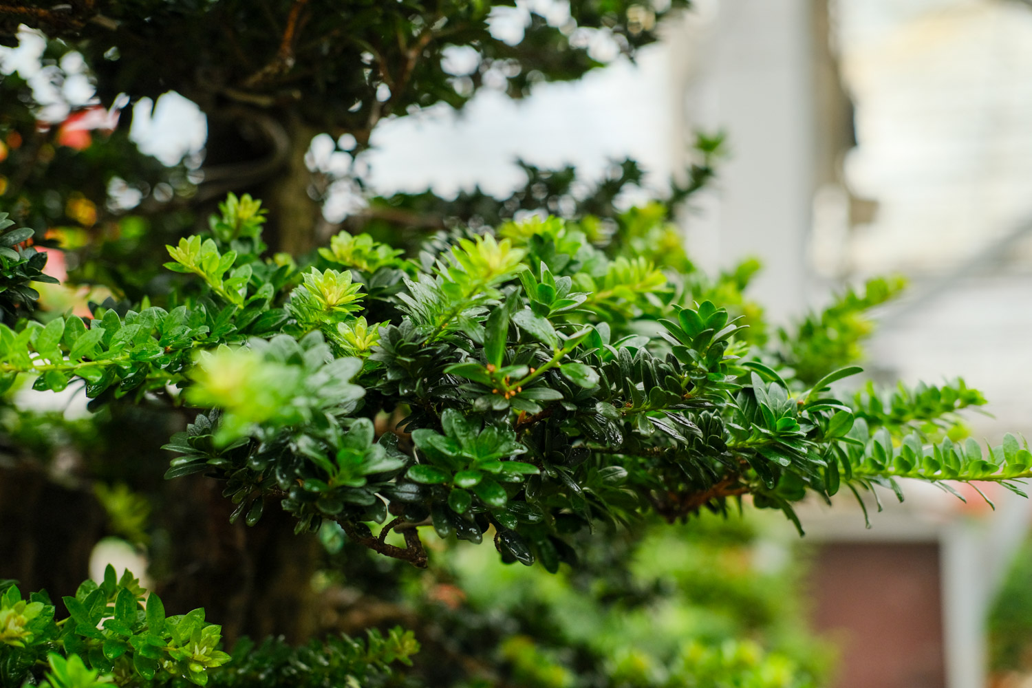 bonsai