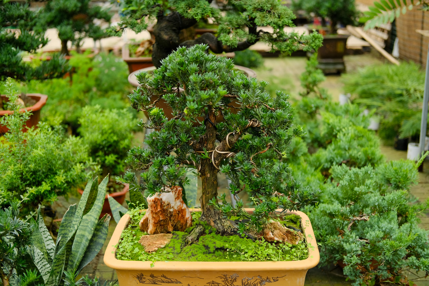 bonsai