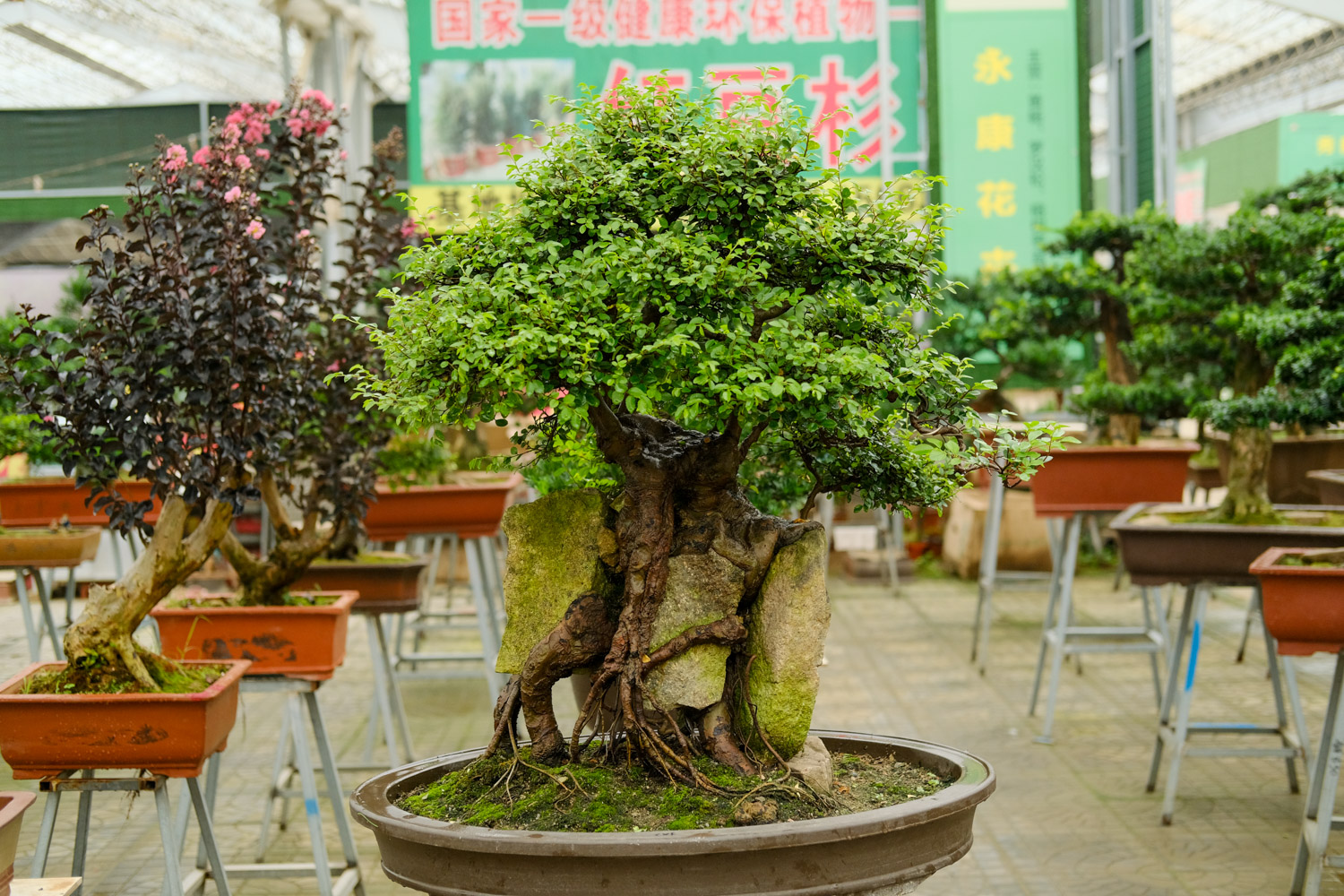 bonsai