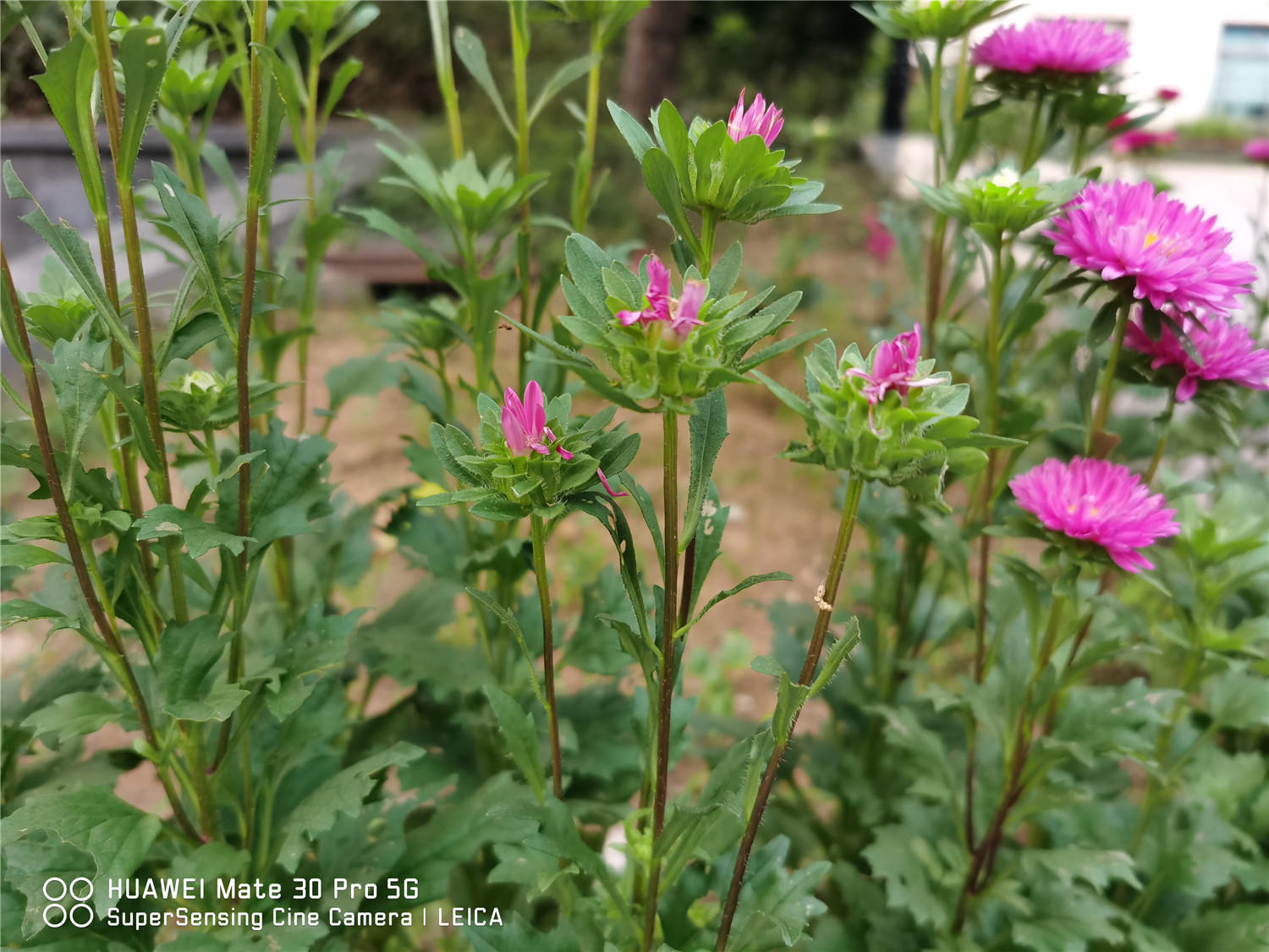 China aster