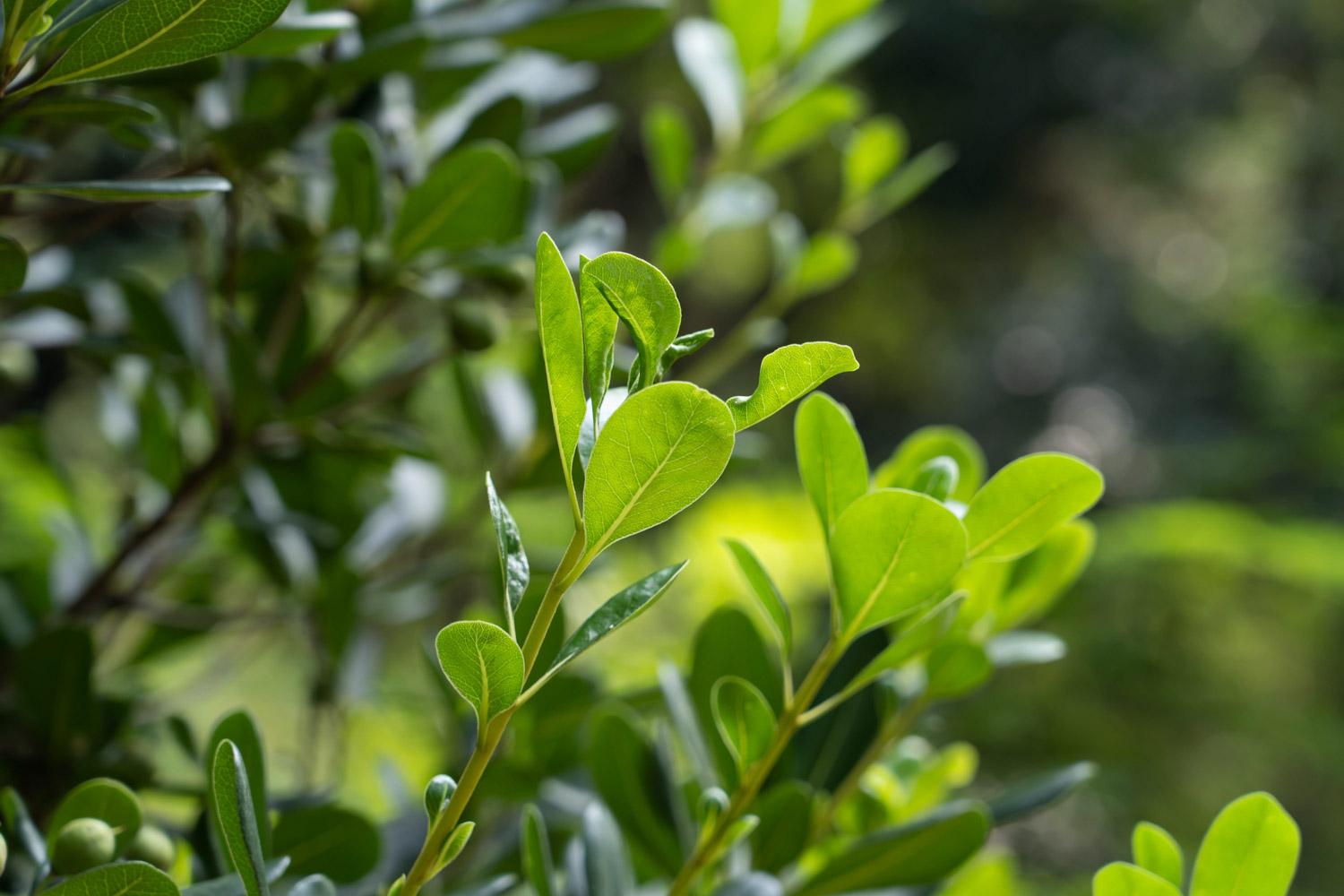 pittosporum tobira