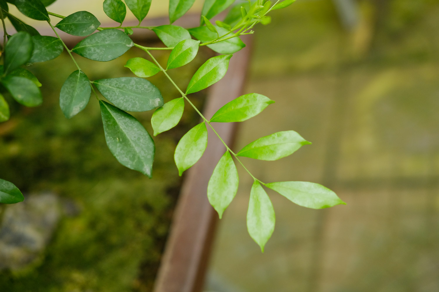 bonsai