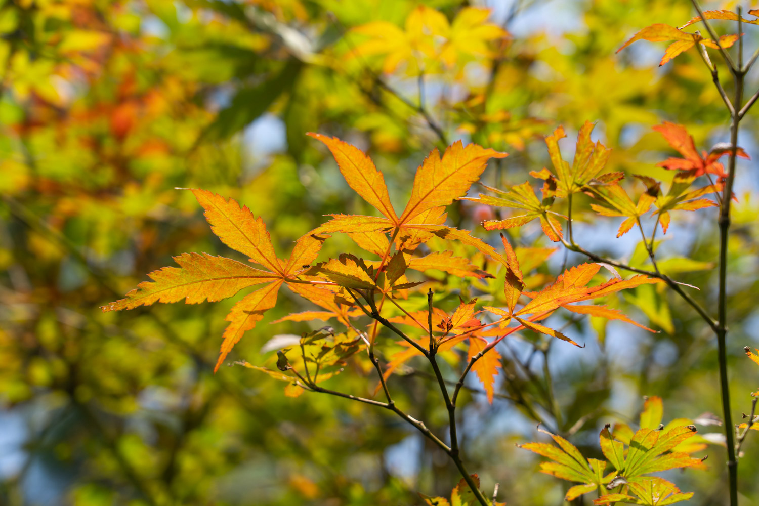 red maple