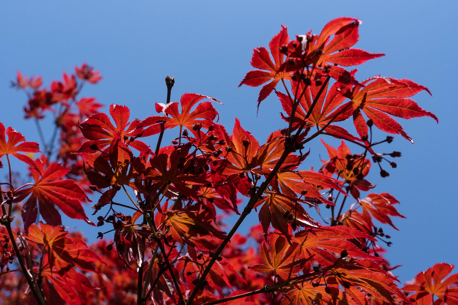 Acer henryi