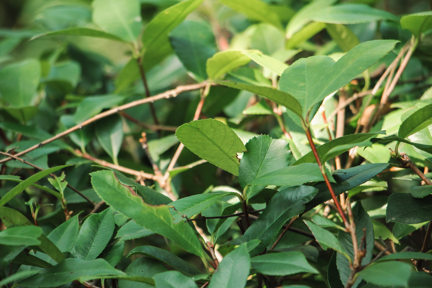 Chinese photinia