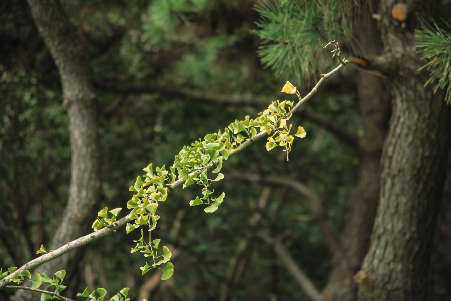 ginkgo