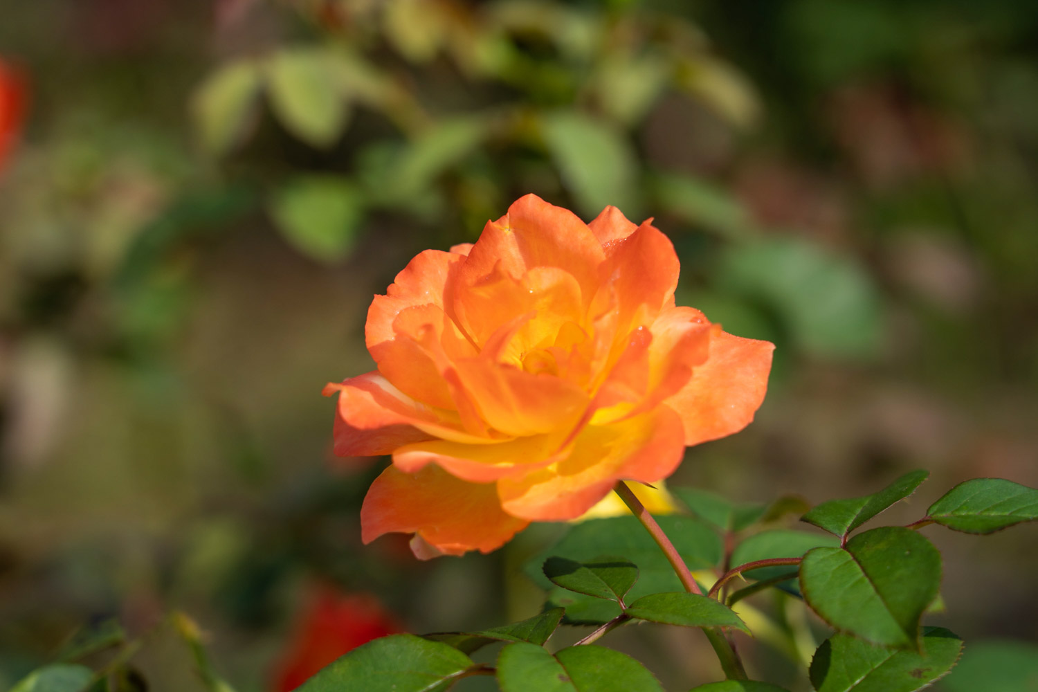 chinese rose