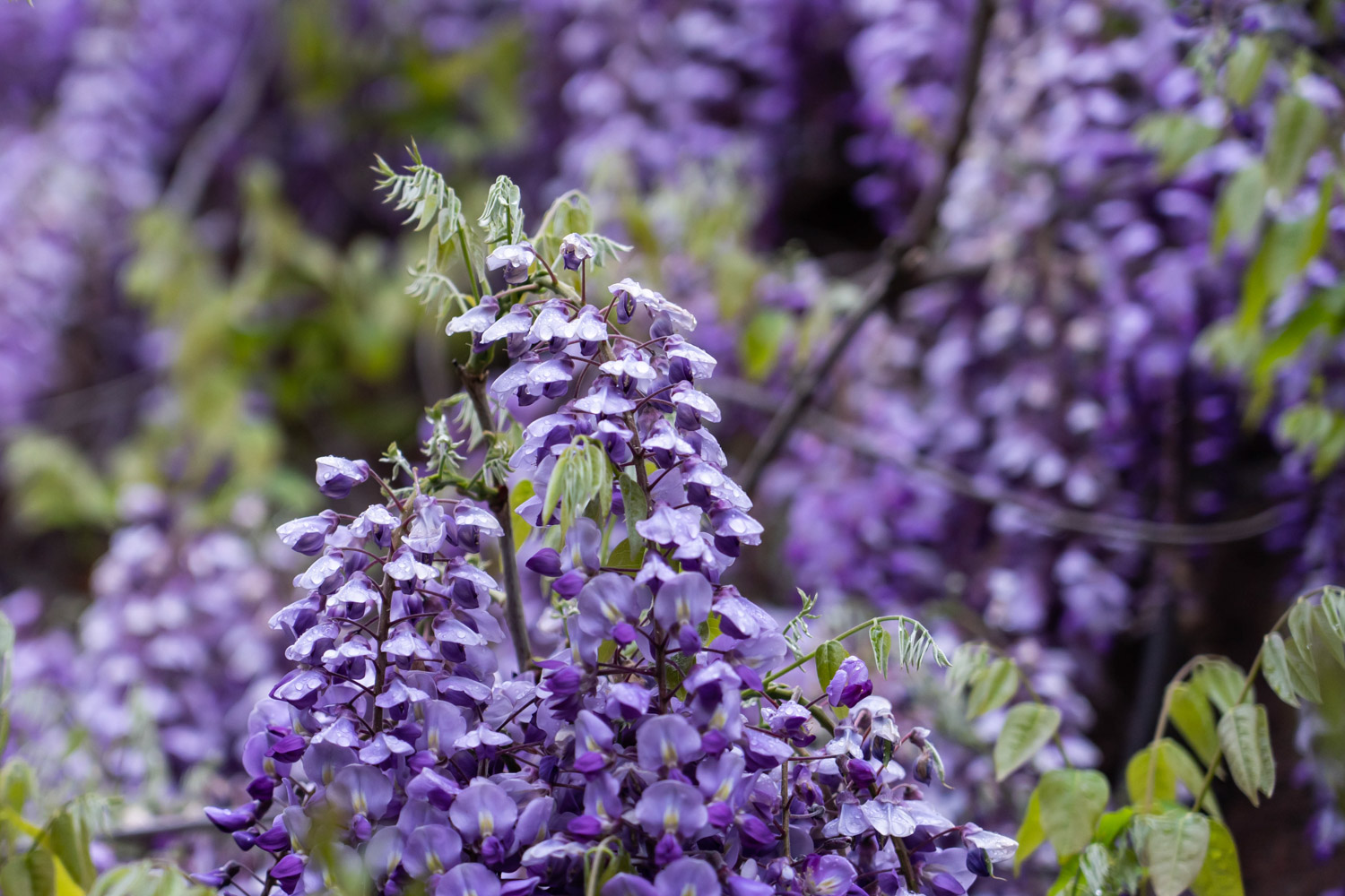 Wisteria